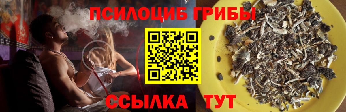 Галлюциногенные грибы Psilocybine cubensis Елизово